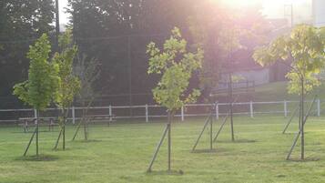 A grassy field with several young trees supported by stakes.
