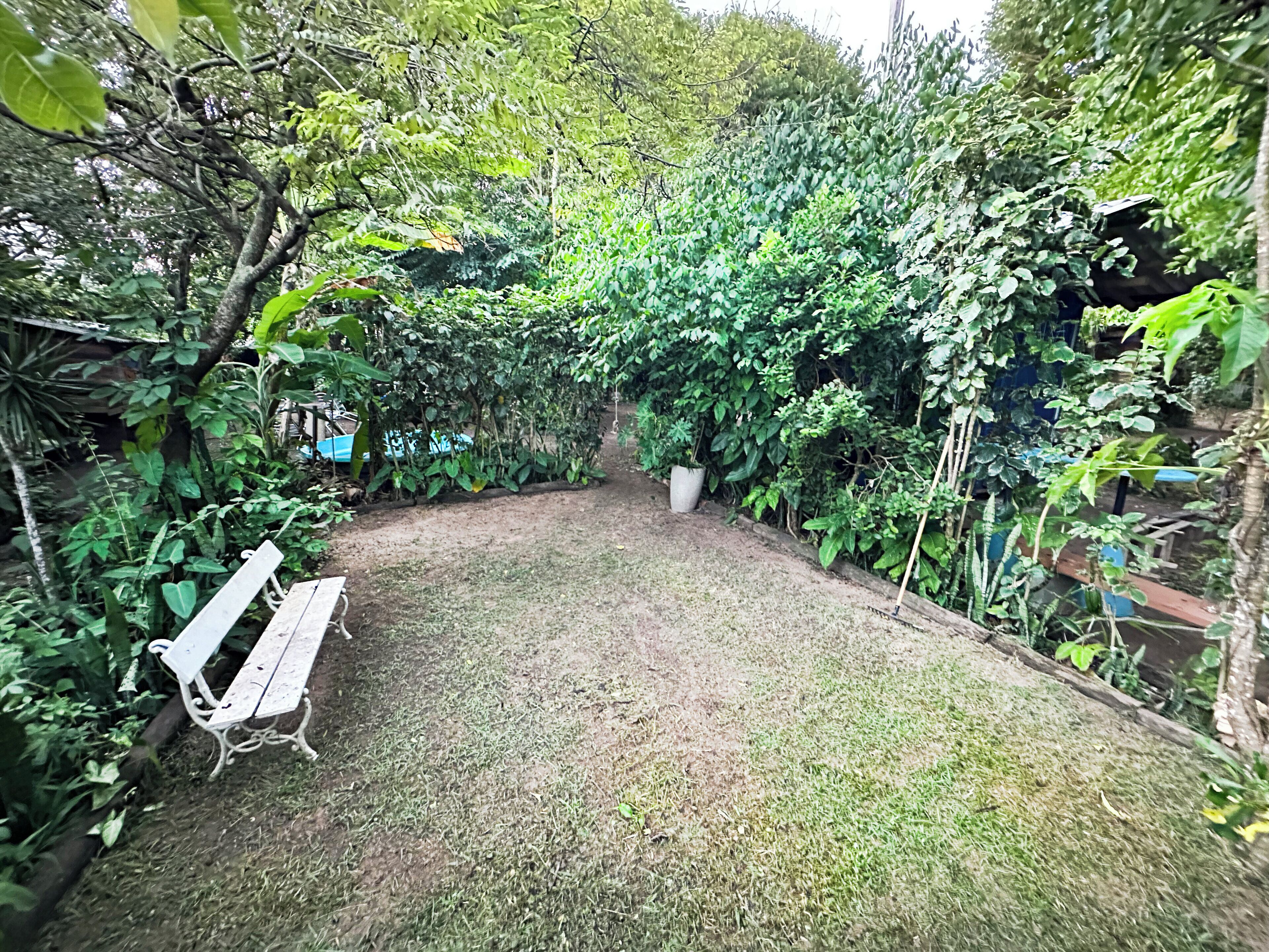 A garden with a bench, dense foliage, and a potted plant.