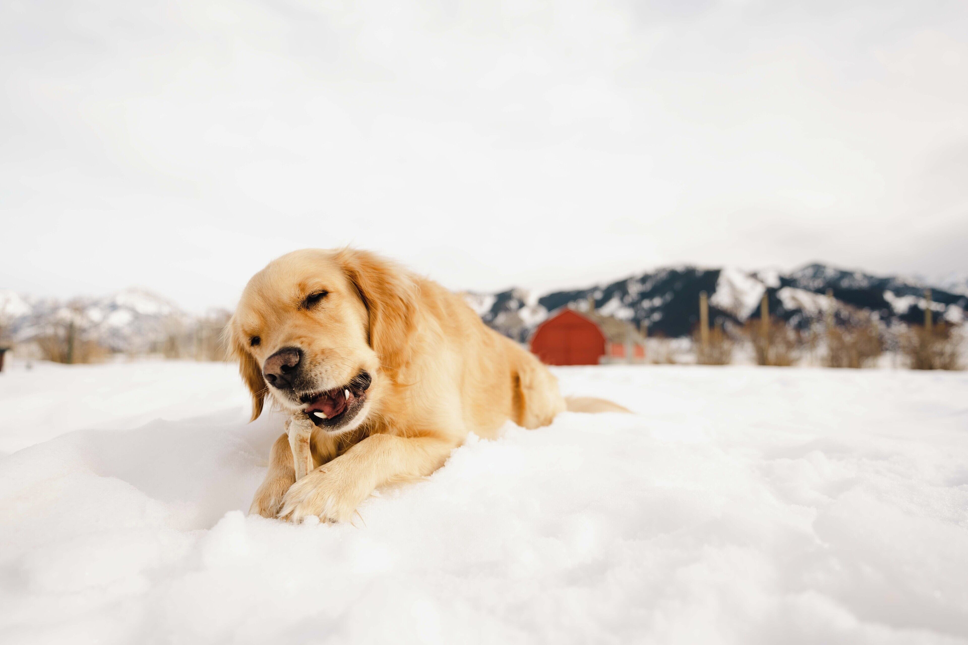 Un perro descansando en la nieve, con montañas al fondo.
