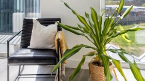 A modern living room with a black leather sofa, a white pillow, and a large potted plant. - Stylish London Flat - Private Terrace - City View (London)