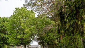 Un vialetto di campagna che porta a una casa circondata da alberi fitti.