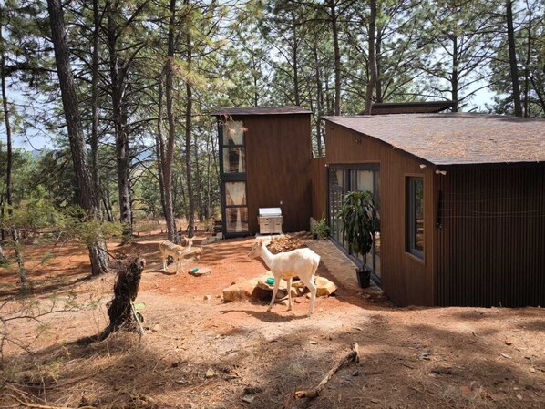 A rustic cabin with a stone pathway, surrounded by tall pine trees.