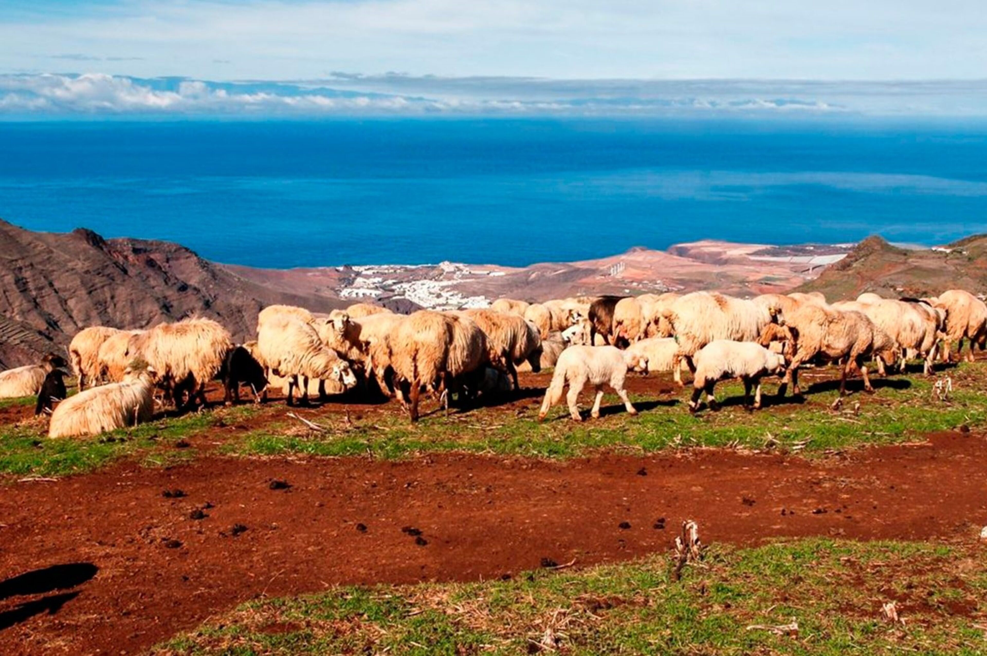 Photo - House Villa Palominos Galdar