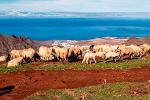 Villa, 2 Bedrooms, Balcony, Garden View | Miscellaneous