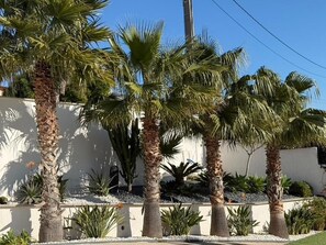 Stroll through a serene outdoor oasis surrounded by tall palm trees and a modern building in the background.