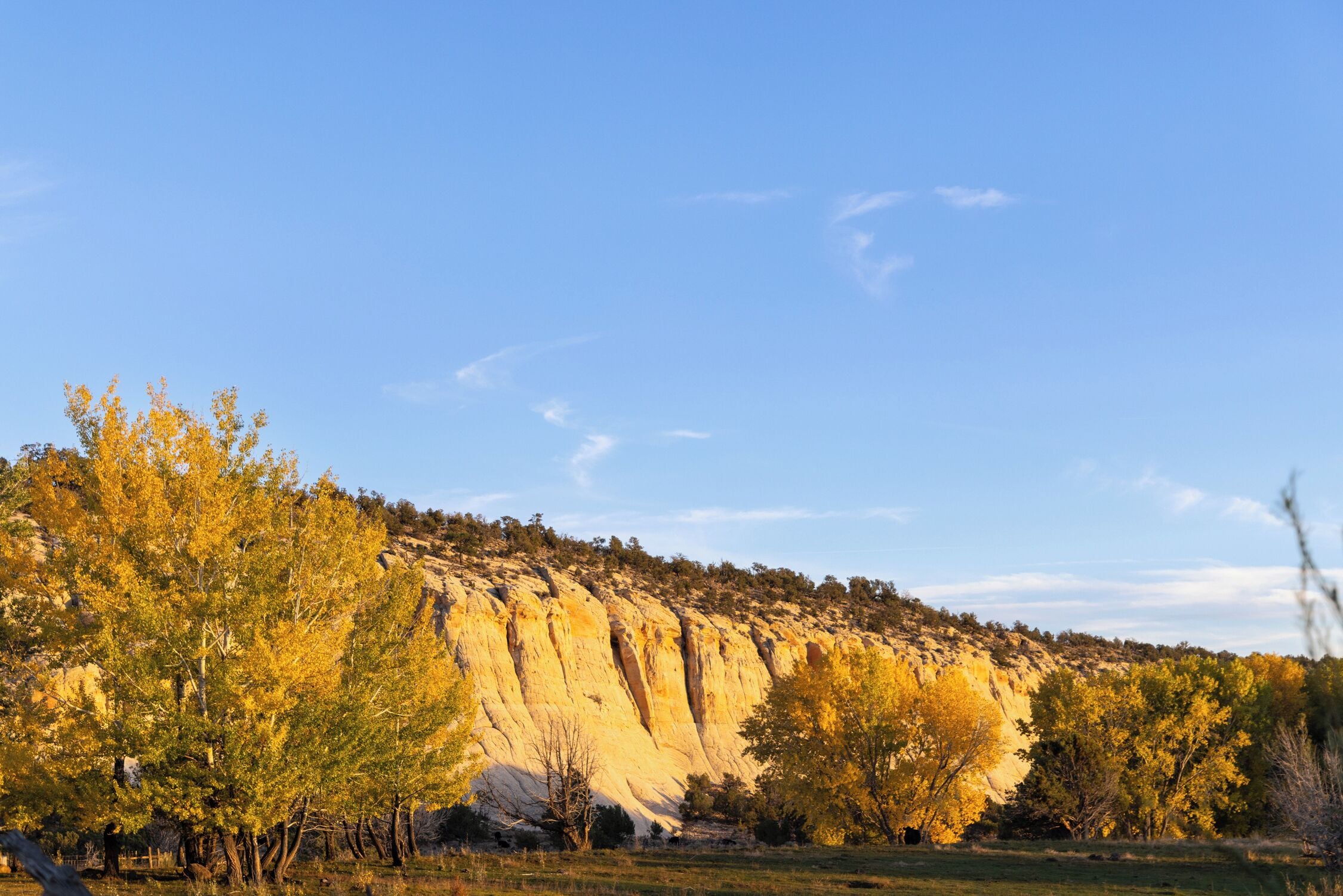 Un paysage naturel caractérisé par une falaise imposante et des arbres.