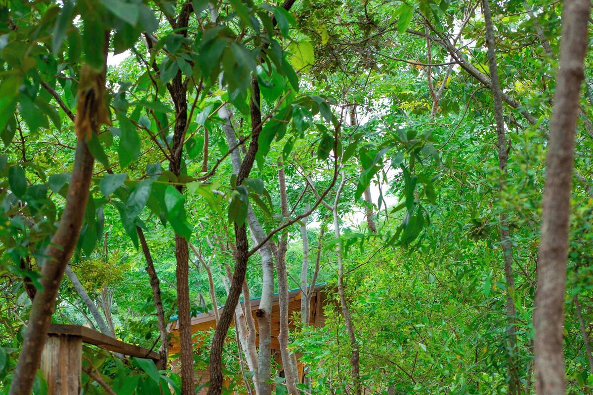 Un sentier en bois, bordé d’arbres, qui mène à un bâtiment doté d’un toit végétalisé.