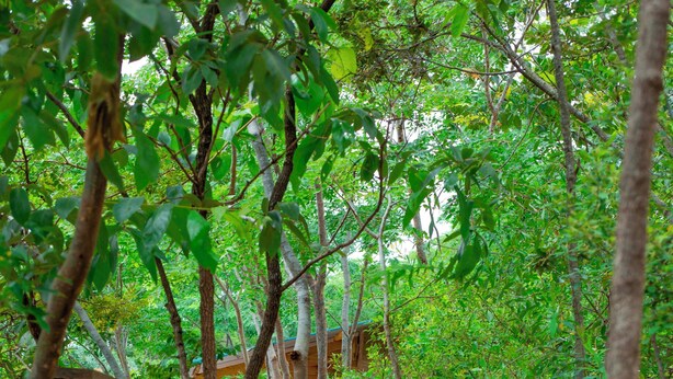 Un sendero de madera rodeado de árboles que conduce a un edificio con techo verde.
