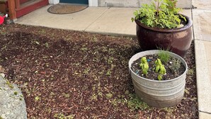 A house with a blue exterior, a wooden porch, a front door, and a small garden area with potted plants. - Blue Moon Retreat ~~ Spacious duplex unit with SAUNA and a stunning view (Joseph)