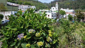 A town with a prominent church, lush greenery, and residential buildings. - House Altos de Gáldar (Galdar)