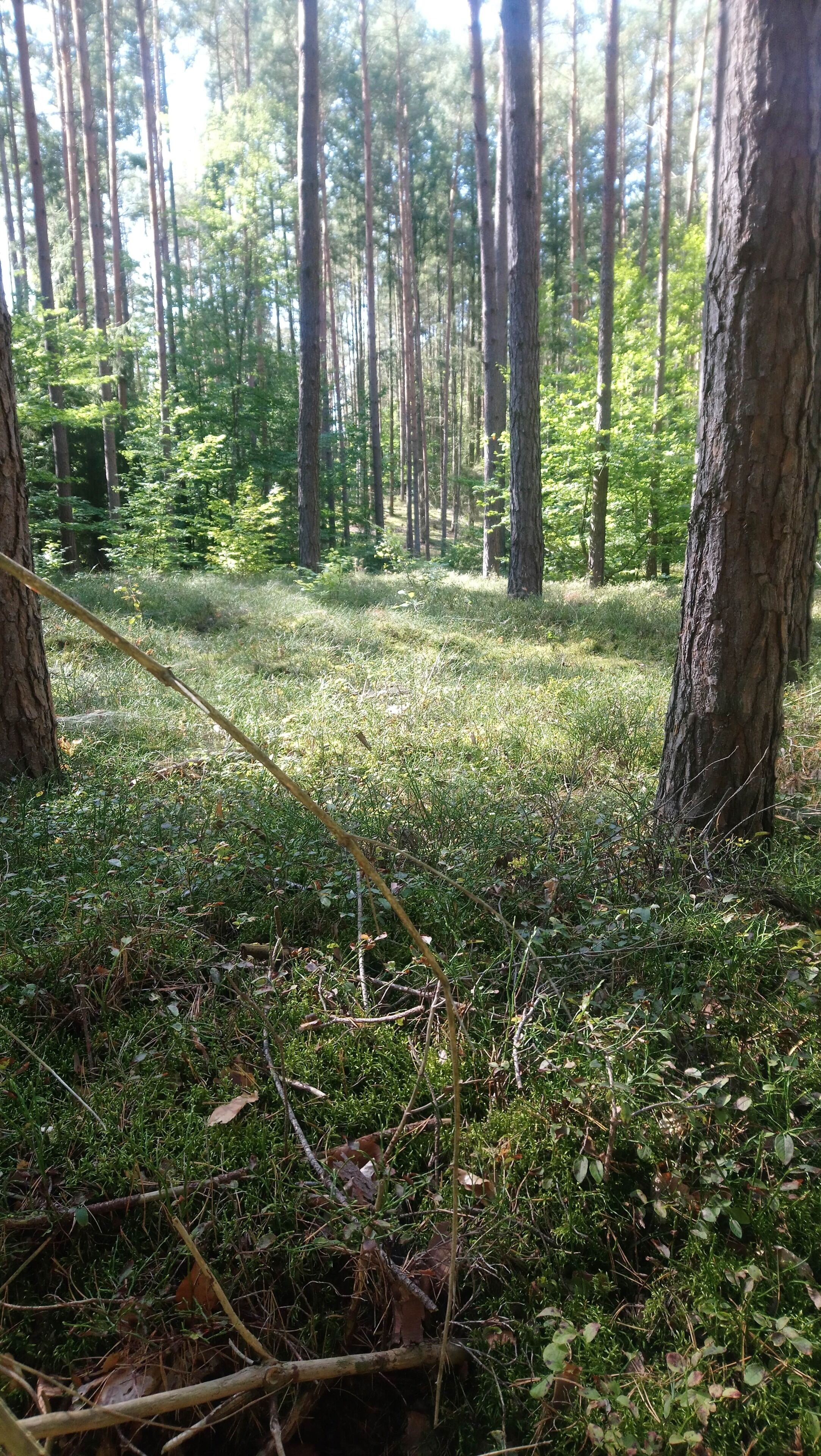 26 - Wald II