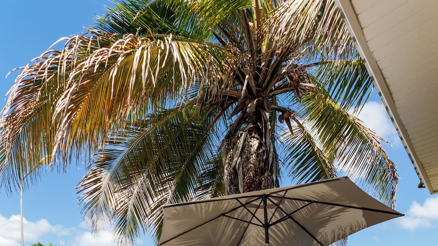 Las Palmeras Apartments