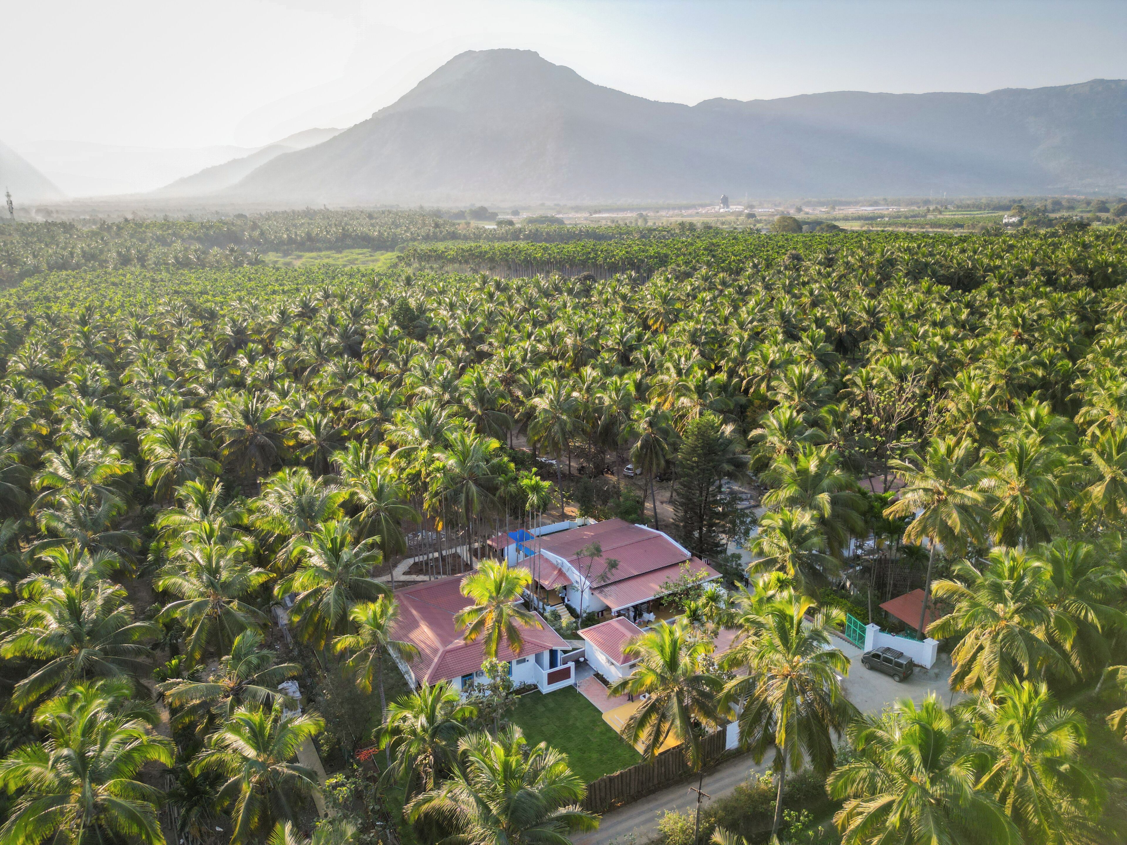 An aerial view of a residential area with numerous palm trees, a few houses with red roofs, and a mountain in the background.