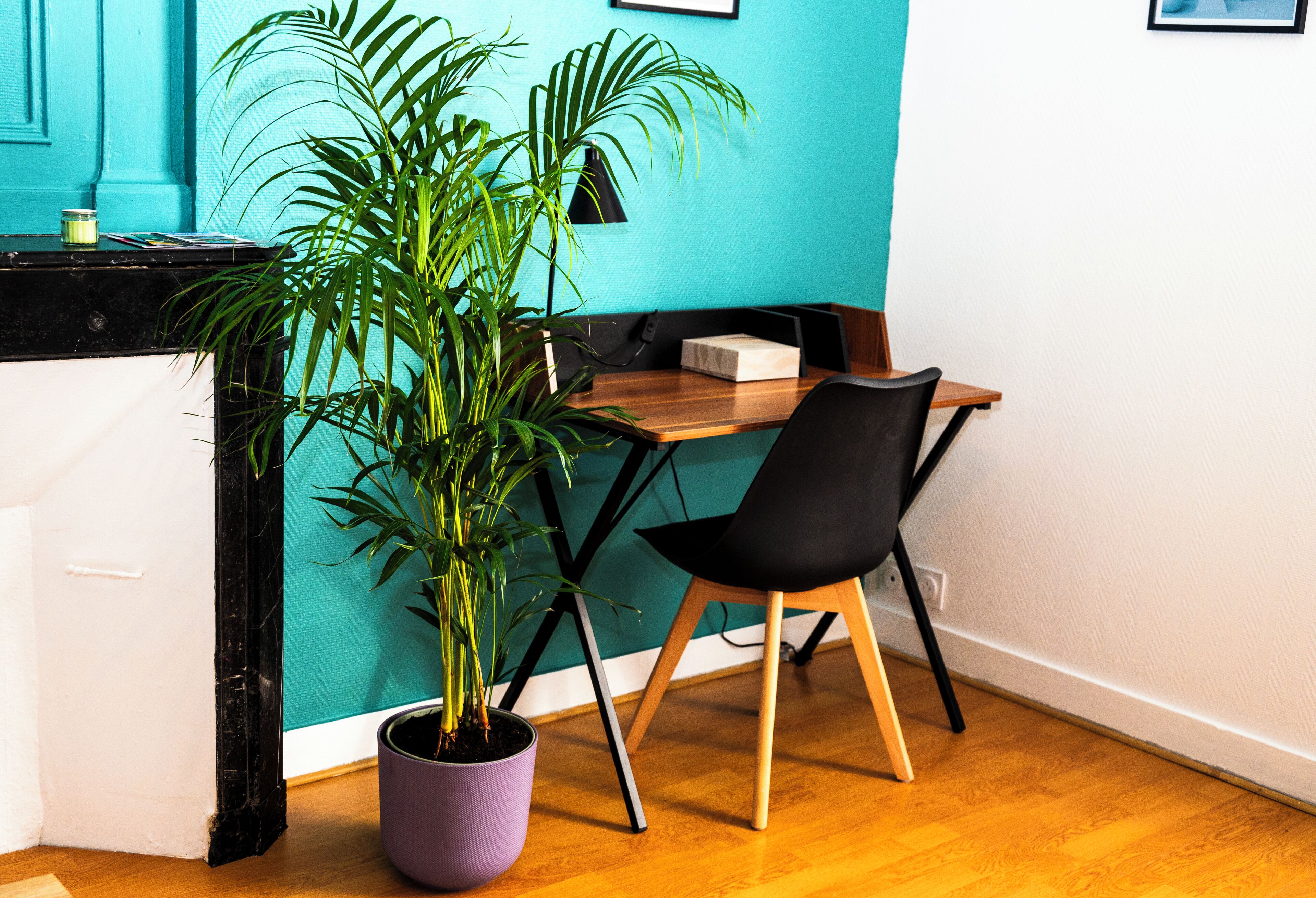 Une pièce avec un bureau en bois, une chaise noire, une plante en pot et un mur de couleur turquoise.