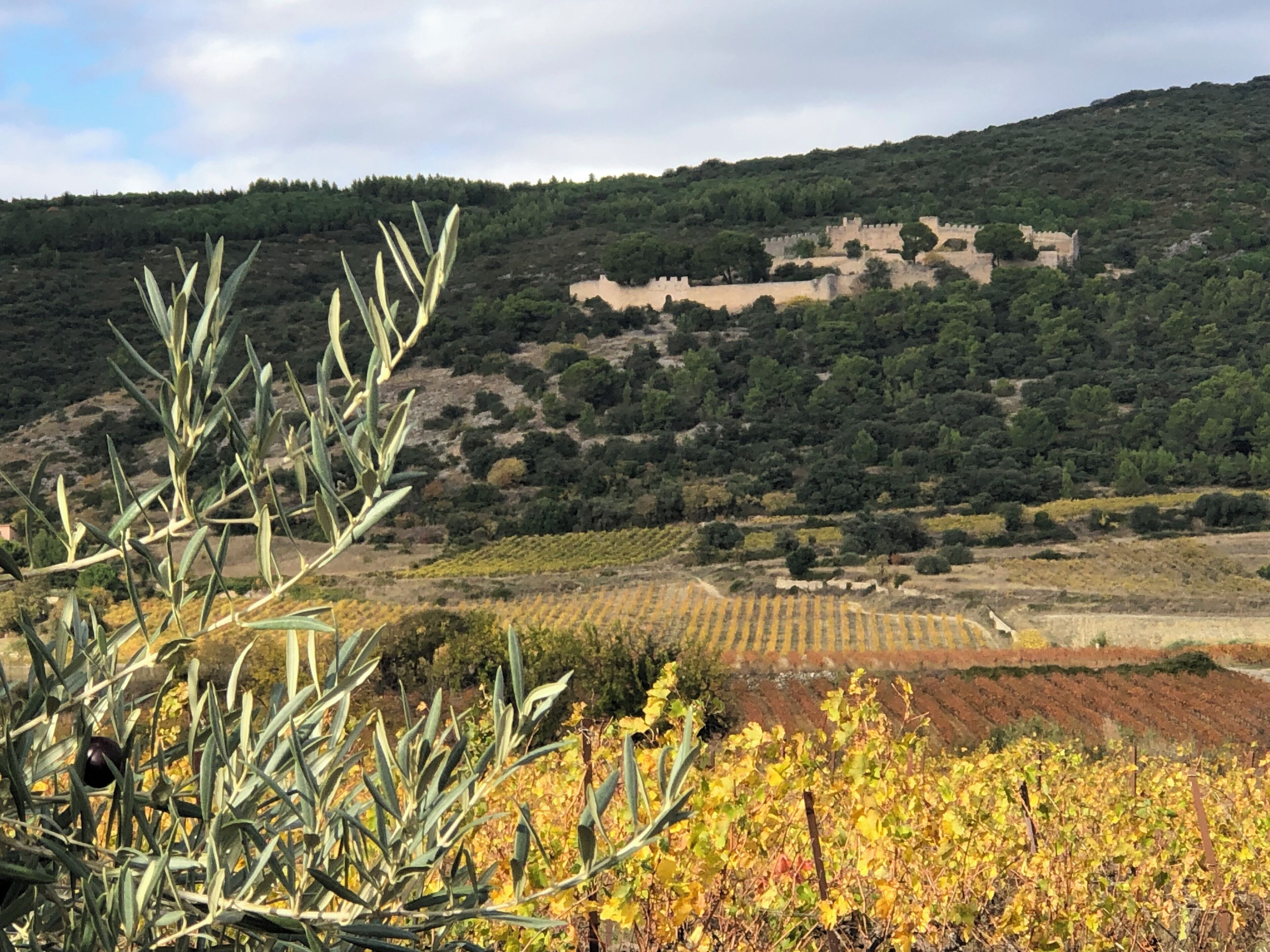 A vineyard with rows of grapevines and a castle on a hill in the background.