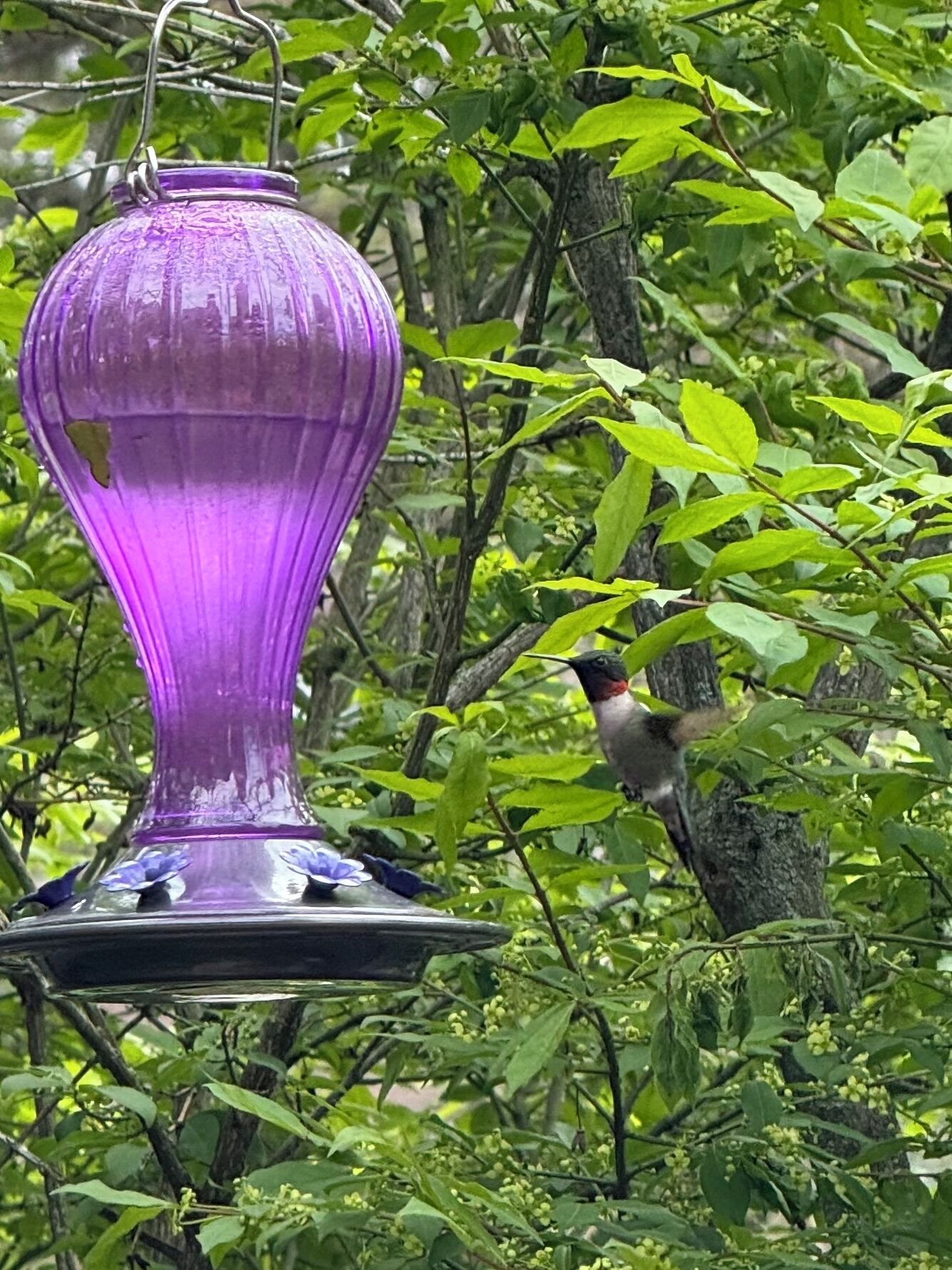 A purple birdbath surrounded by dense green foliage.