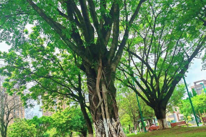 A large tree with a thick trunk and extensive roots, surrounded by lush green foliage.