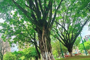 Un árbol grande con un tronco robusto y raíces extensas, rodeado de follaje verde y abundante.