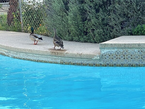Alberca al aire libre 