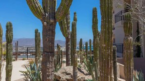 Un giardino desertico con cactus alti e una vista di uno skyline urbano sullo sfondo.