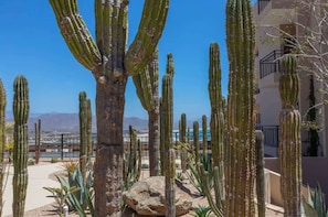 A desert garden with tall cacti and a view of a cityscape in the background.