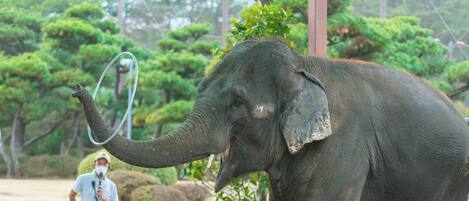 An elephant with a rope in its trunk, a person standing behind a fence, and a background of trees and a fence.