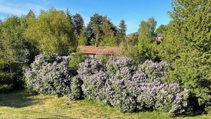 Ruohostoinen alue, jossa on tiheää pensaikkoa ja puita, ja taustalla näkyy punakattoinen rakennus.