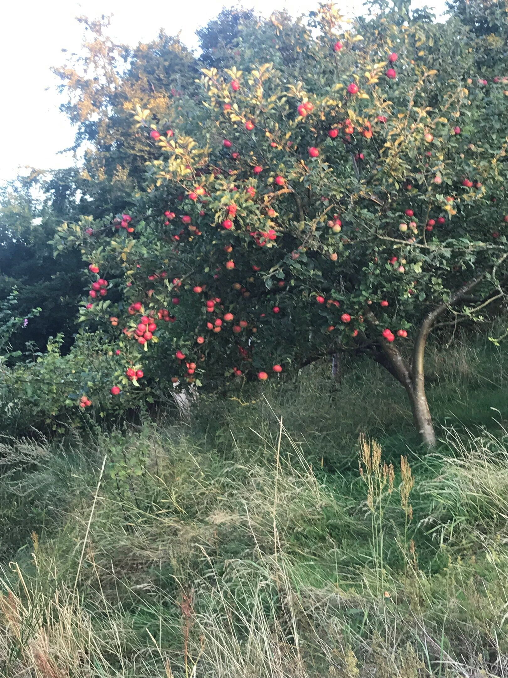 Ett träd med röda frukter, omgivet av gräs och annan växtlighet.