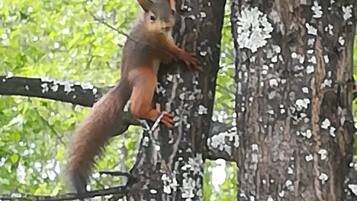 Traditional-Haus, Gartenblick | Ausblick vom Zimmer