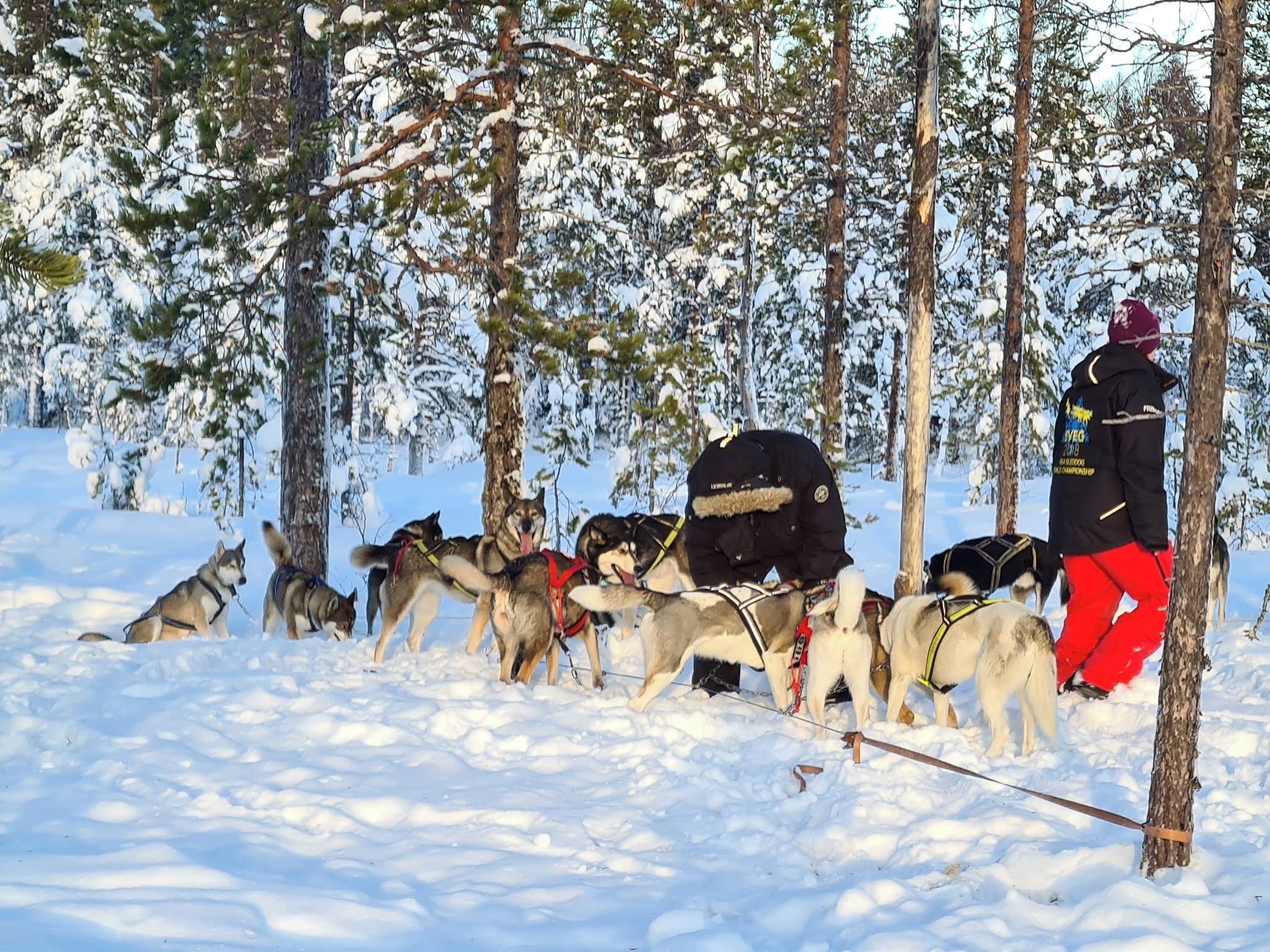 A group of sled dogs pulling a sled in a snowy forest.