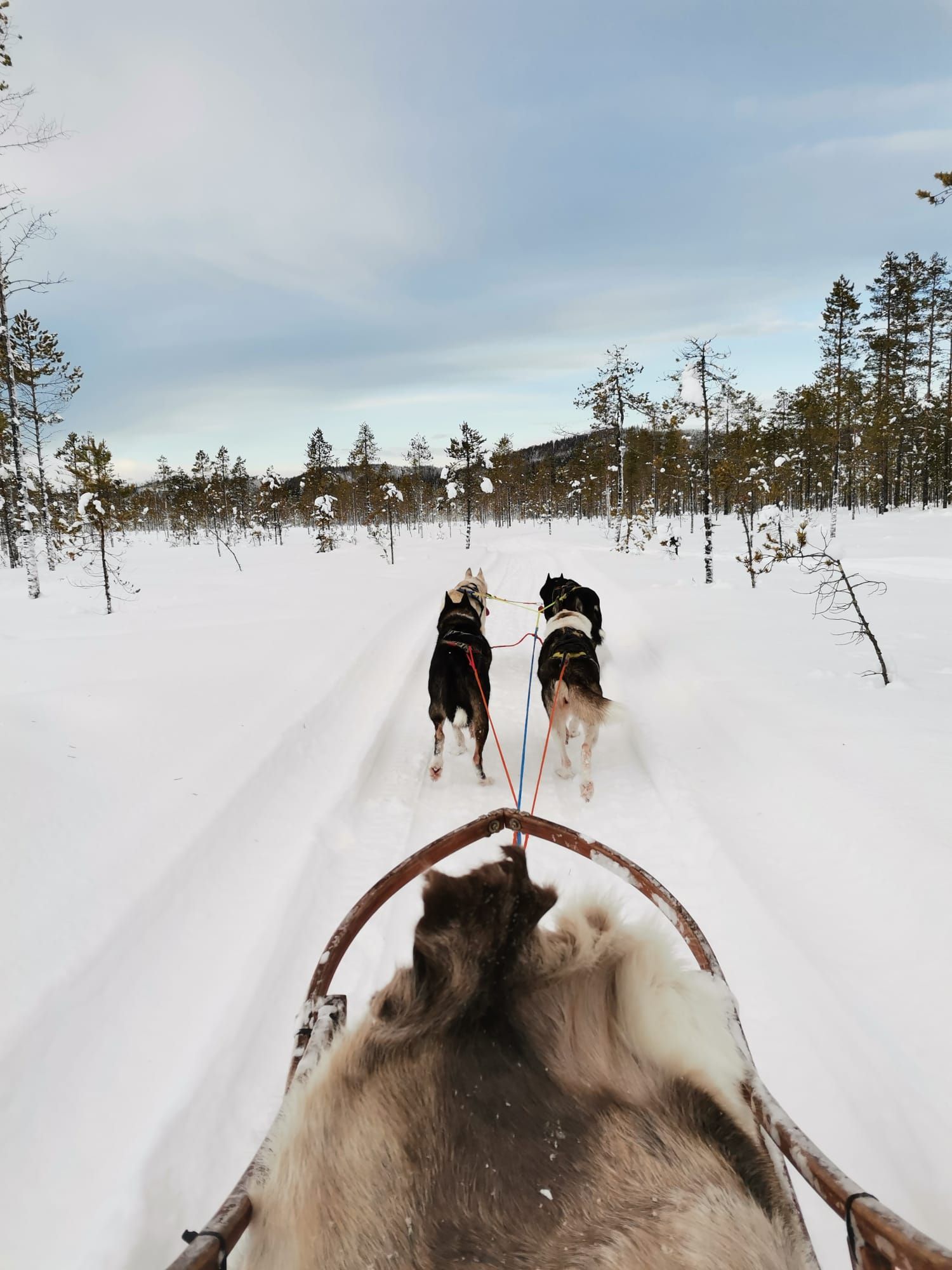 En slæde trukket af to hunde gennem en sneklædt skov.