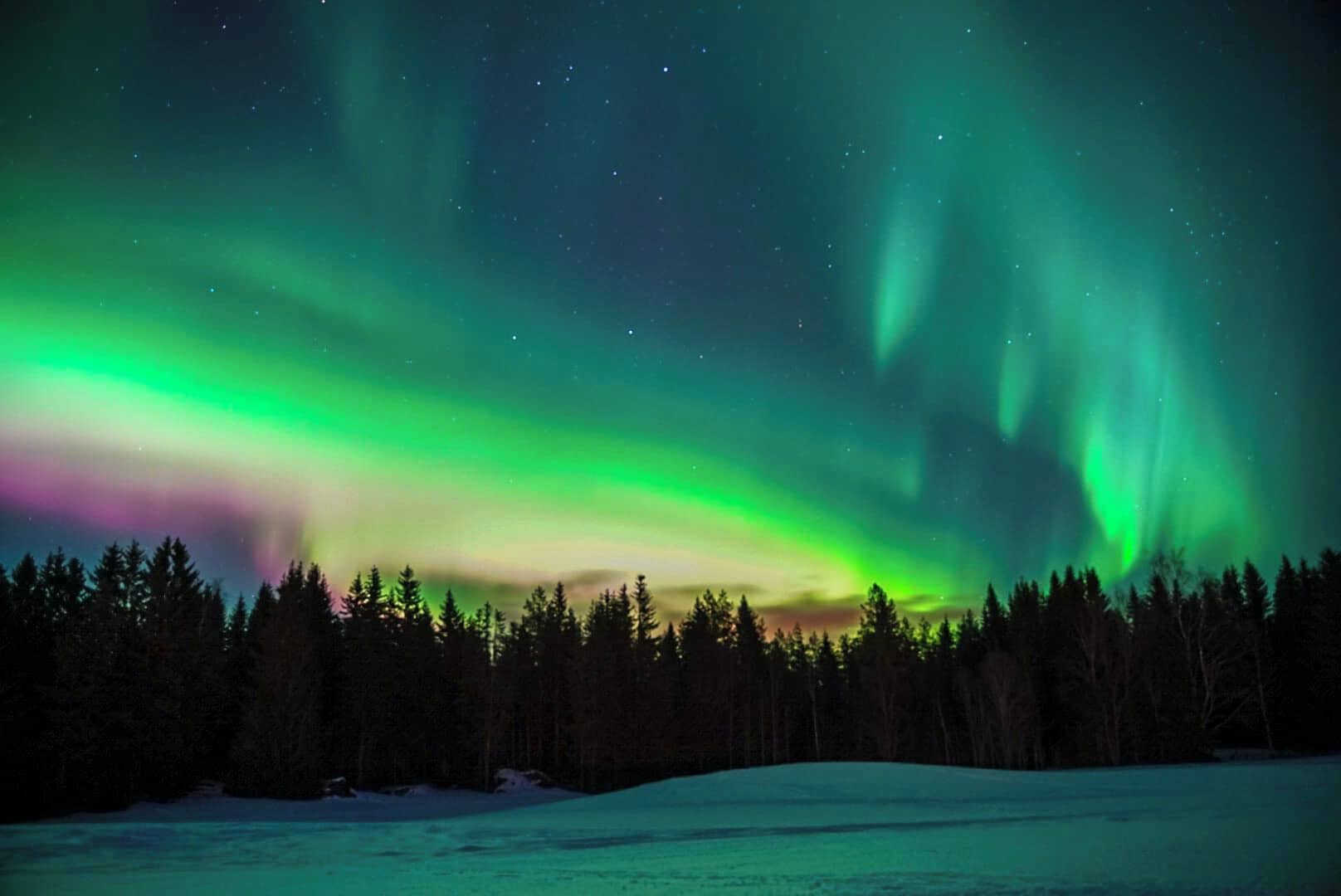 Cielo nocturno con auroras boreales sobre una zona boscosa.