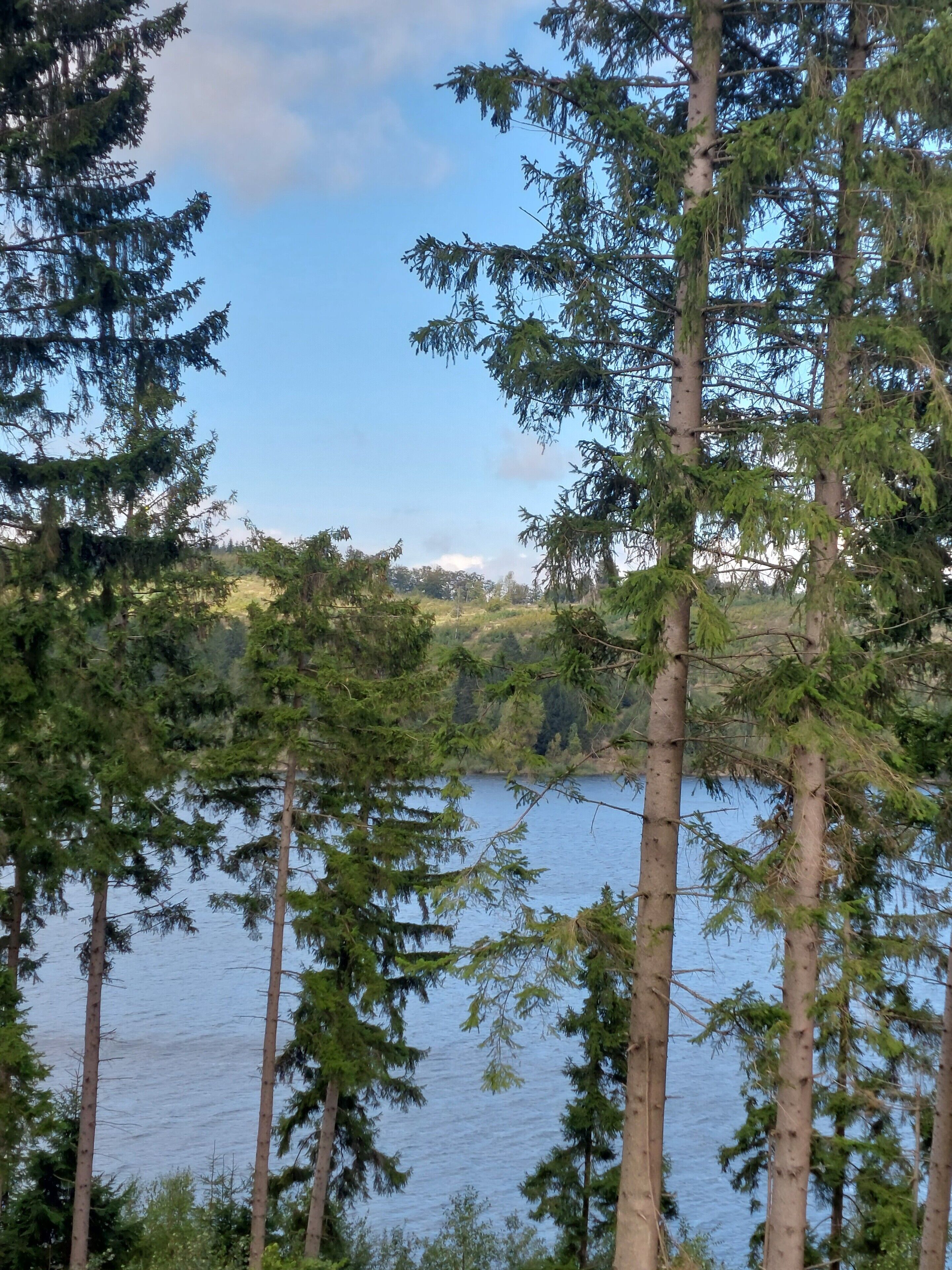 Een bebost gebied met hoge bomen en een waterpartij.
