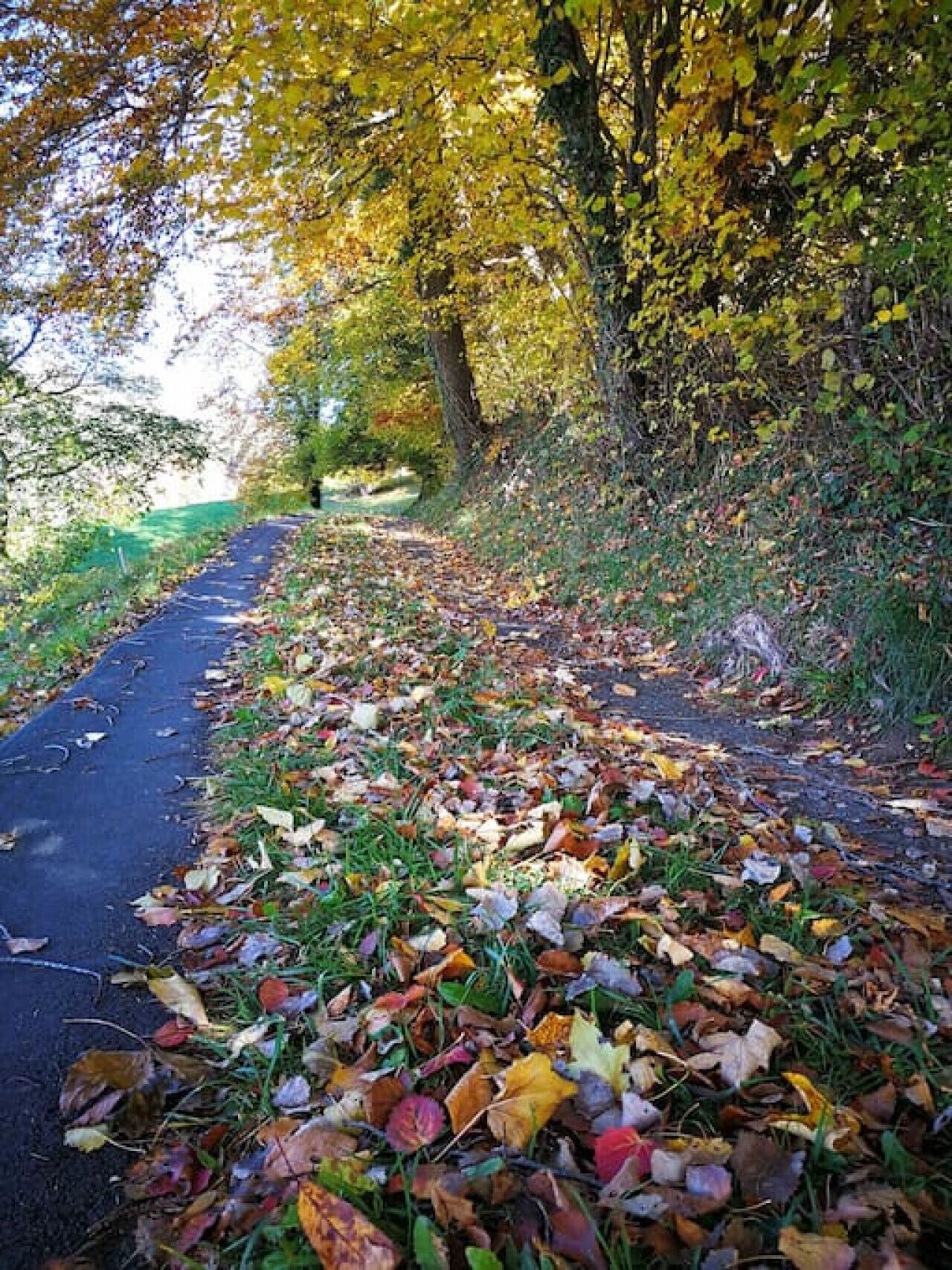 Un sentier recouvert de feuilles mortes, bordé d’arbres aux feuilles jaunes.