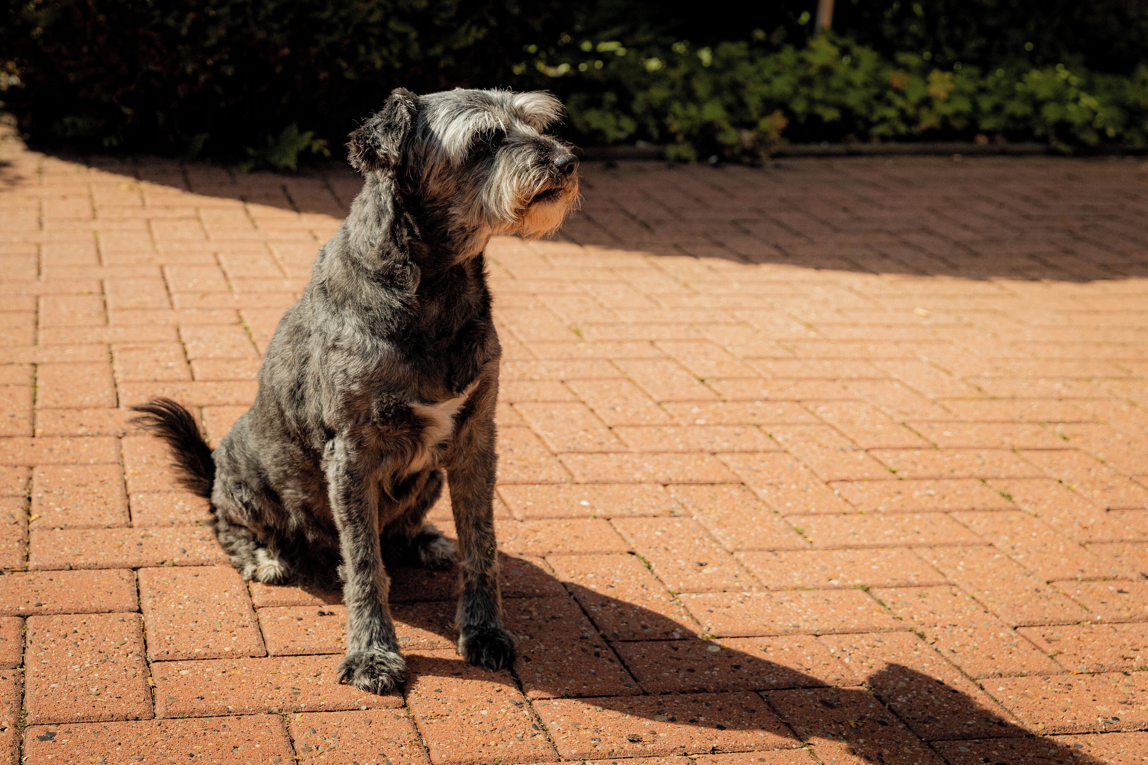 Un chien assis sur un trottoir en briques.