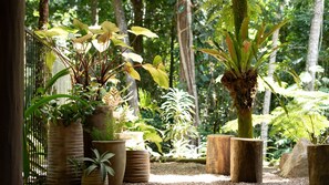 A variety of potted plants arranged in a garden setting with a wooden fence in the background. - Fern House your serene rainforest retreat (Bingil Bay)