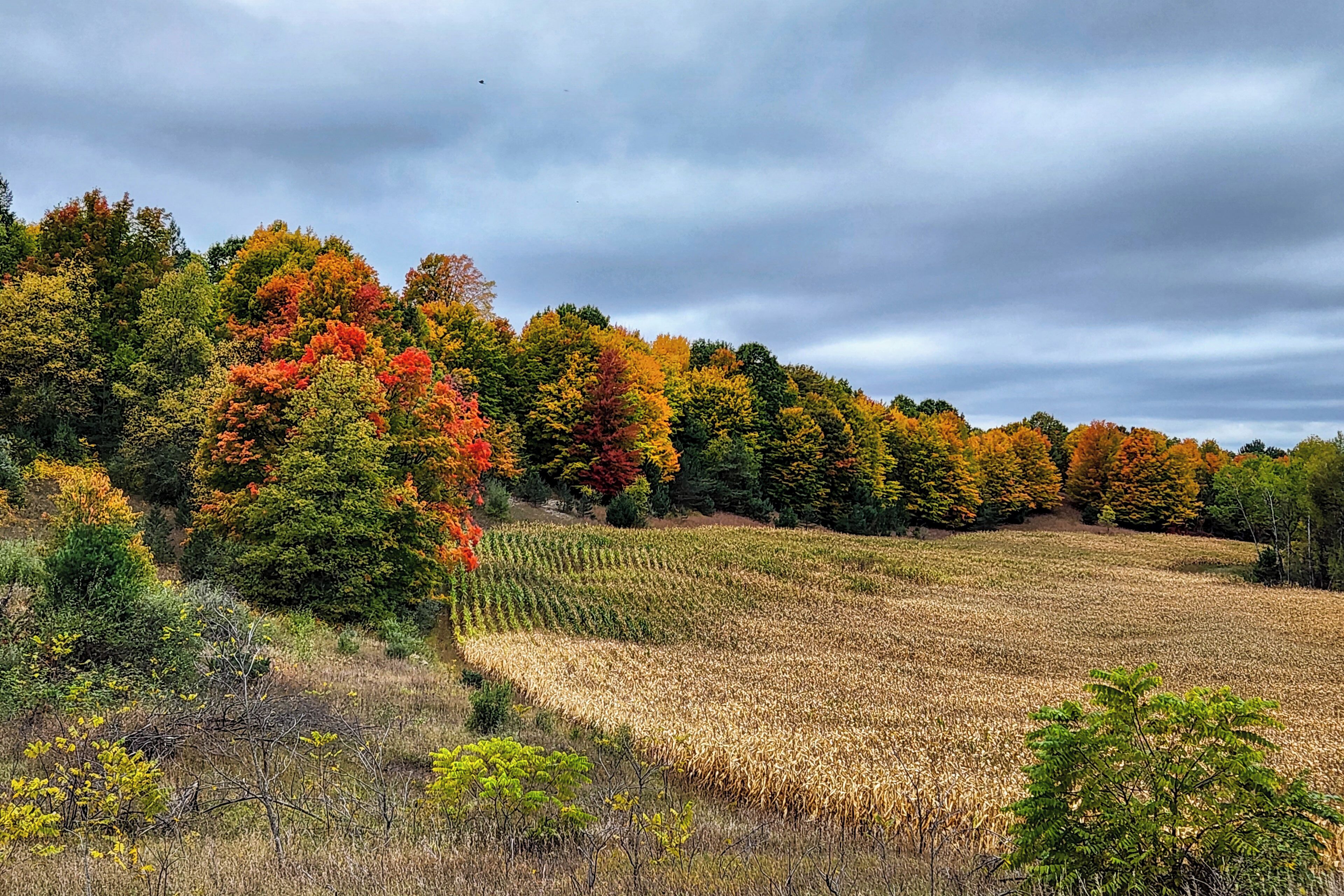 Ein Feld mit herbstlich gefärbten Bäumen und einem bewölkten Himmel.