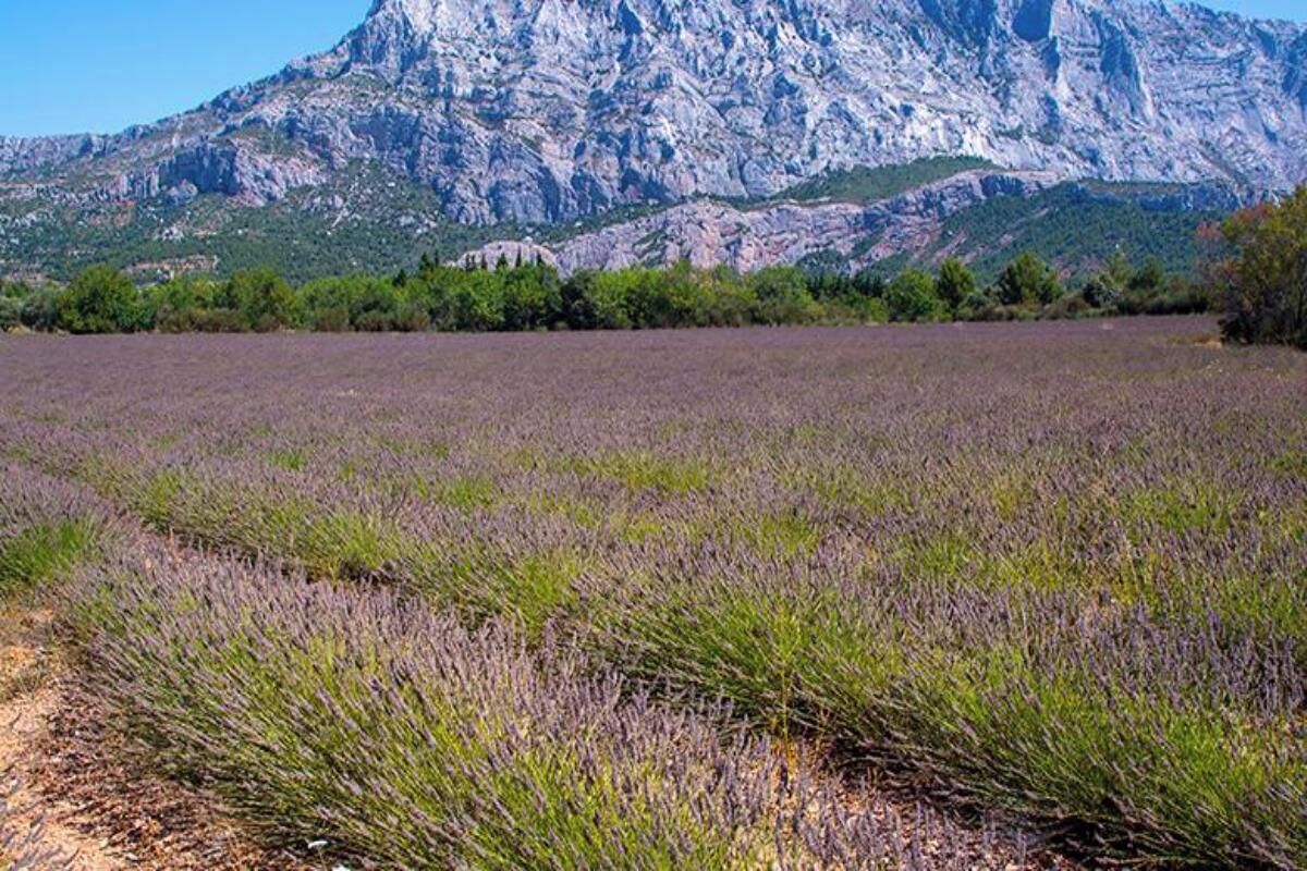 Un champ de lavande avec une montagne en arrière-plan.