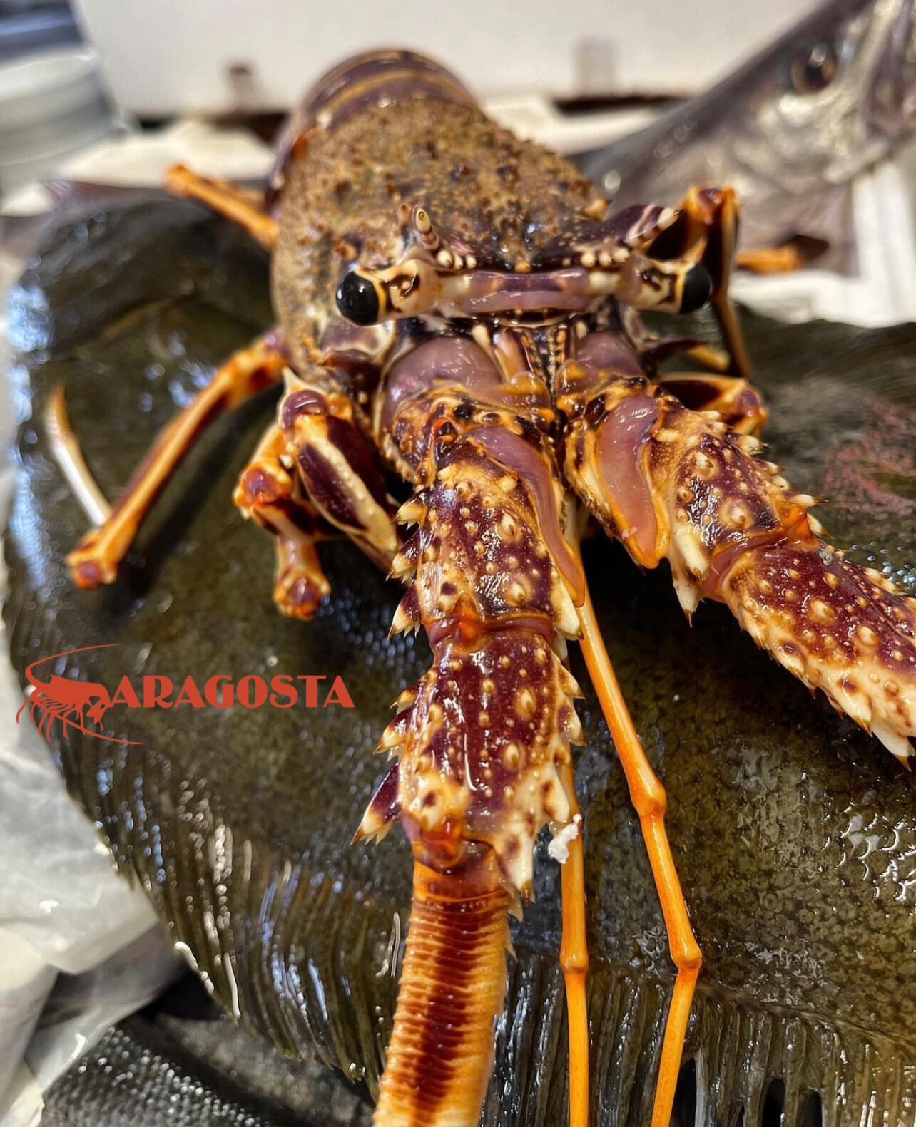 Un langostino sobre una superficie oscura y con textura.