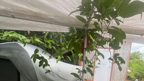 A tent with a white canopy, surrounded by plants and a small garden area. - 212A-HOUSE TENT & GET 60-10 = 50 BIOBAY TOUR TEXT 787 614-5678 DATE-NAMES-EMAIL (Esperanza)
