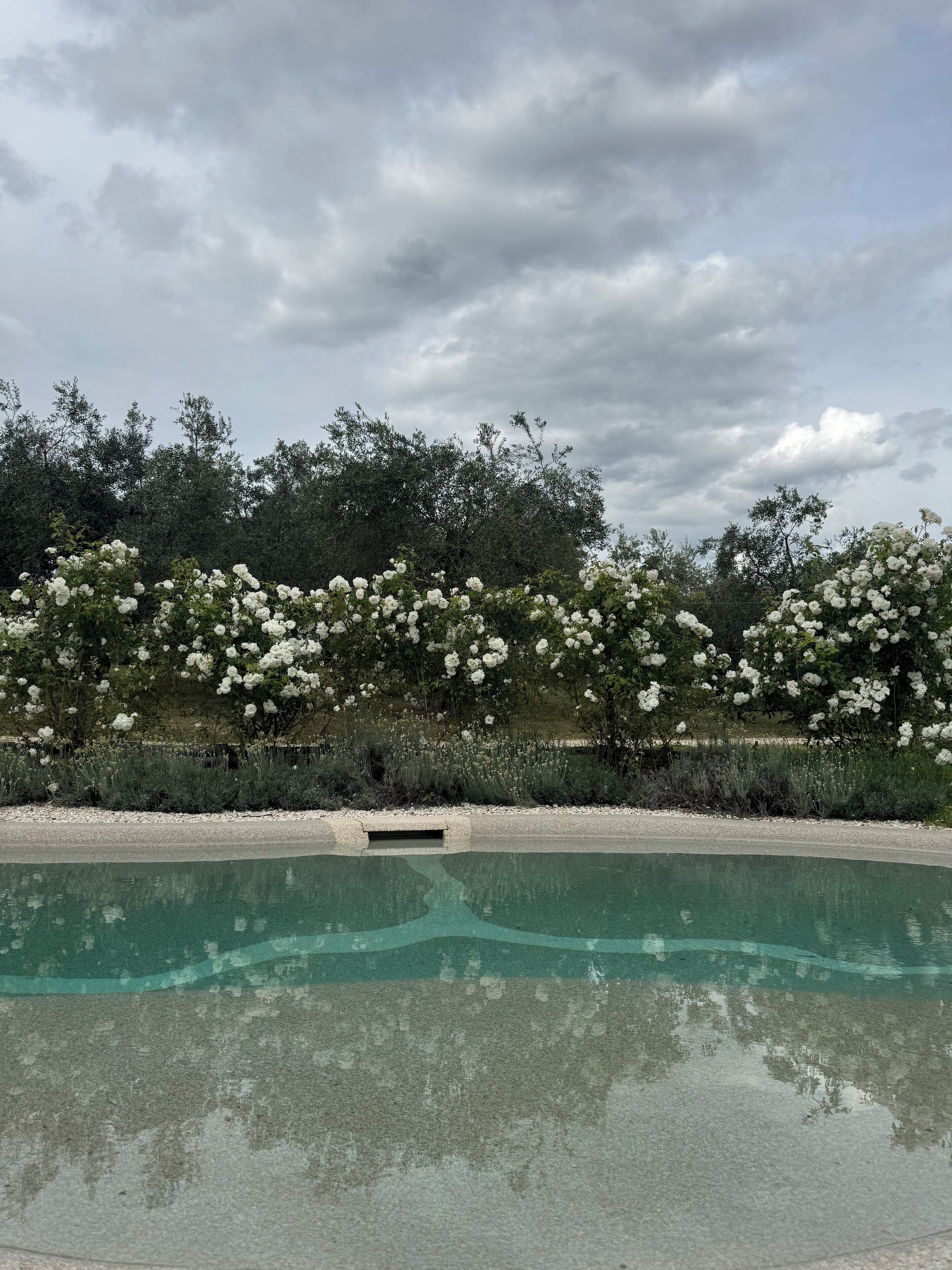 En swimmingpool med kristallklart vatten, omgiven av frodig grönska och vita blommor.