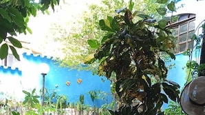A patio area with a pool, potted plants, and a table with fruits and a bag of oranges. - Pousada Plantar e Cuidar (Santa Cruz do Escalvado)