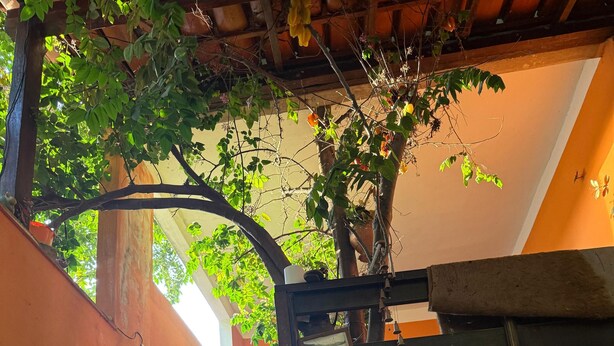 A wooden gate with a metal latch, a tiled wall with geometric patterns, and a tree with green leaves. - Pousada Plantar e Cuidar (Santa Cruz do Escalvado)