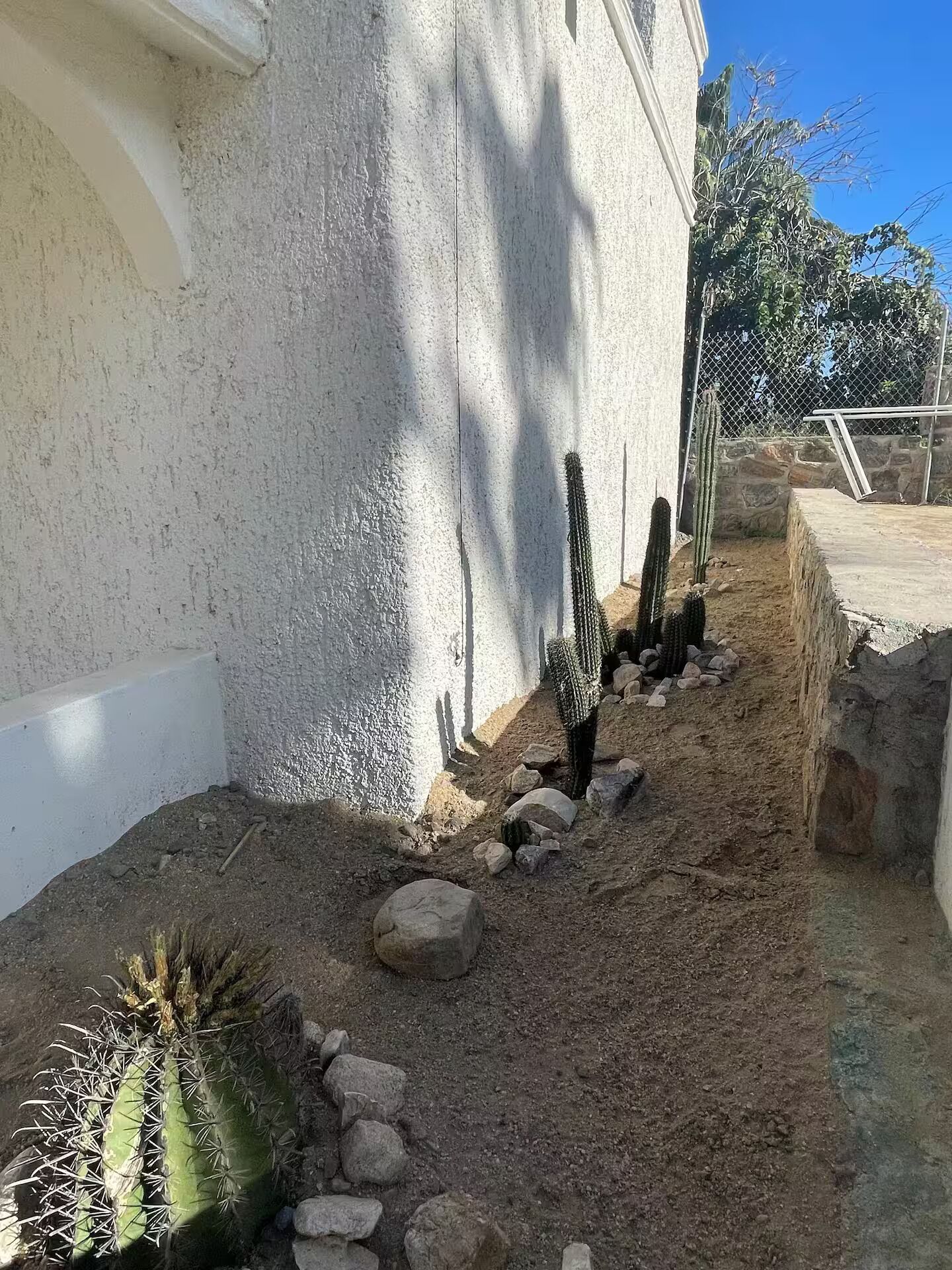 Un jardin de cactus avec différentes espèces de cactus et des rochers, un mur blanc et une clôture en métal.