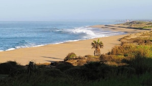 Una platja amb una palmera i ones oceàniques.