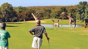 En golfbana med giraffer och en damm.