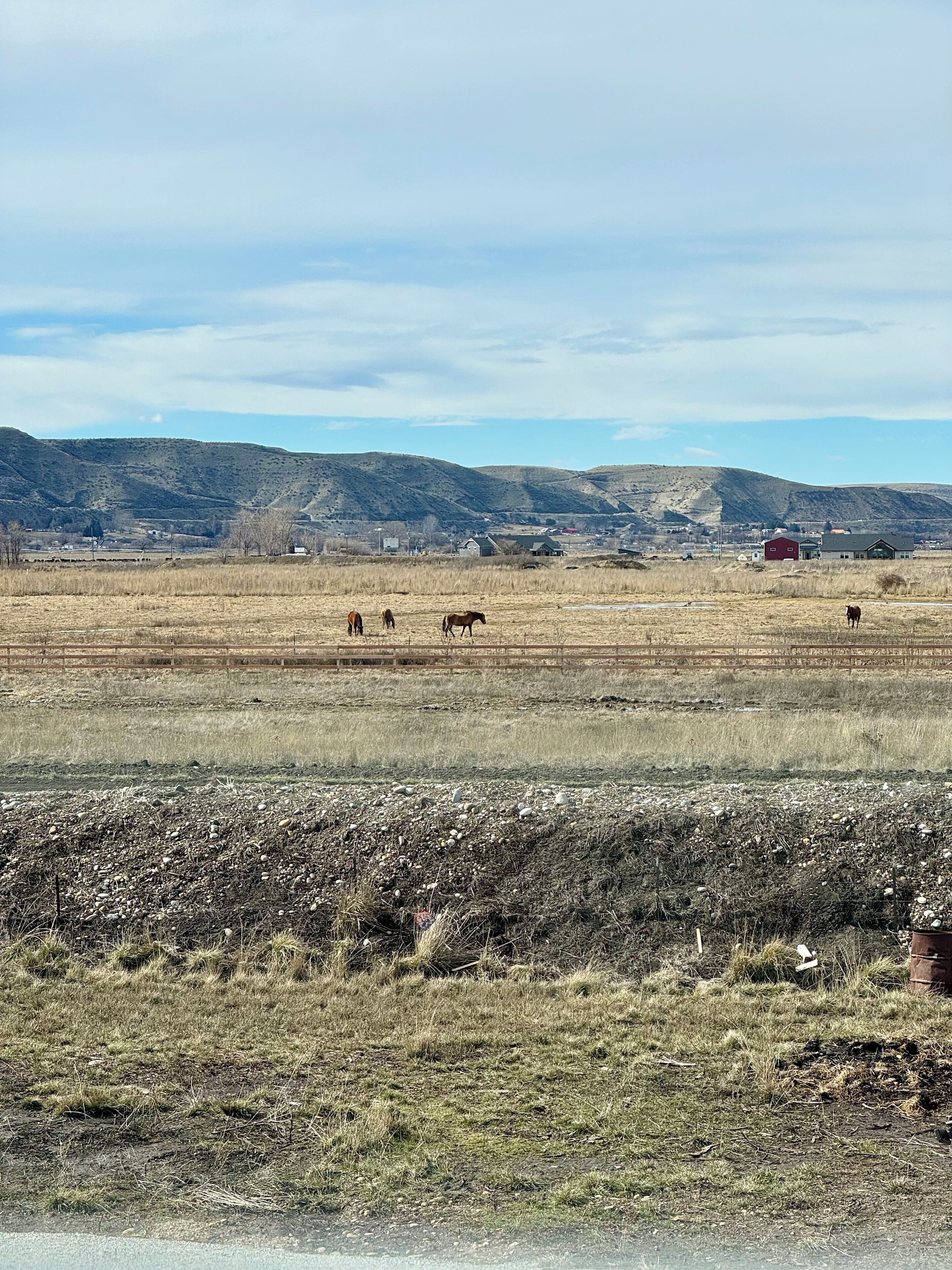 A wide, open field with a few horses grazing.