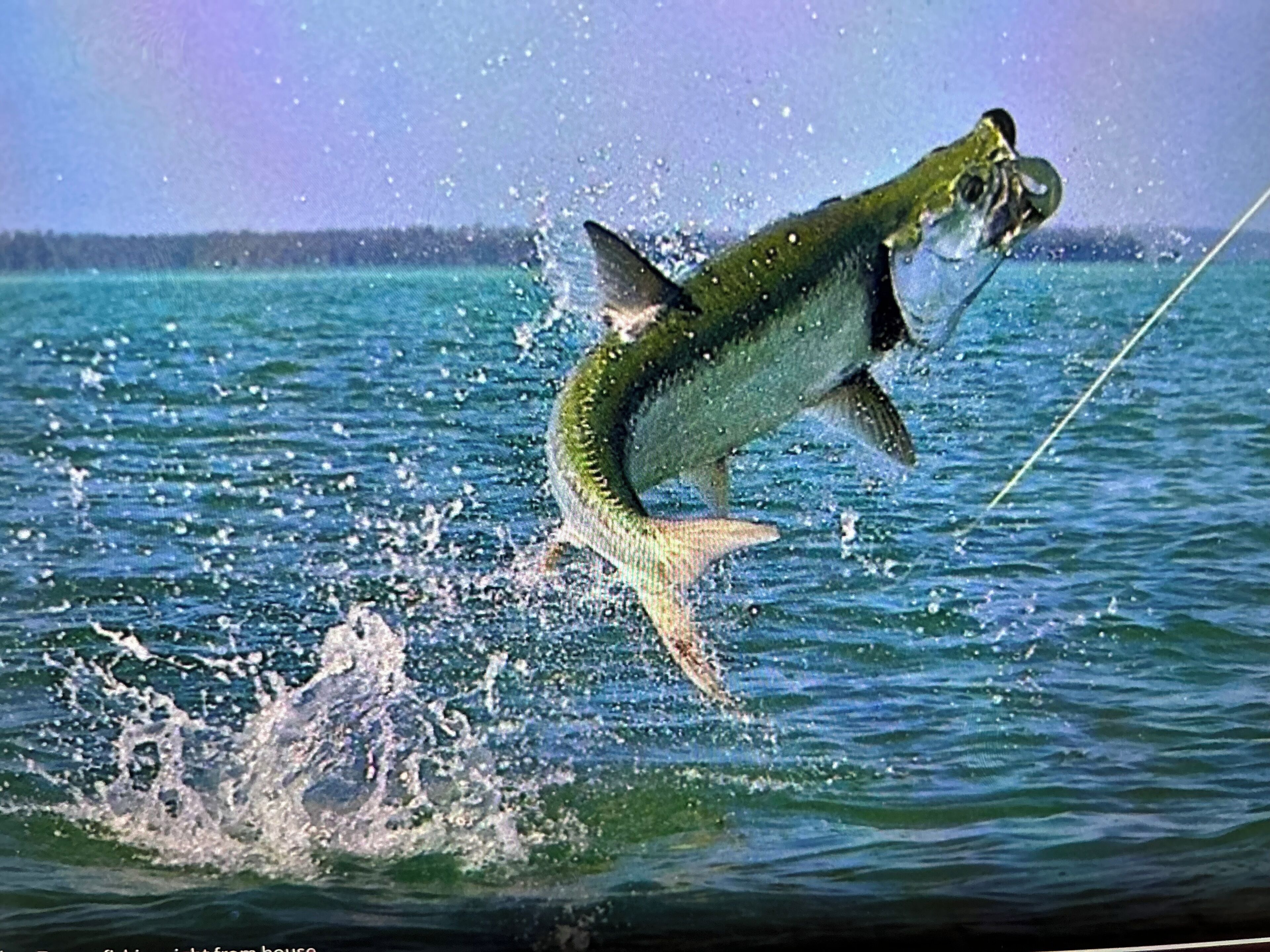 A fish leaping out of the water, likely during a fishing activity.