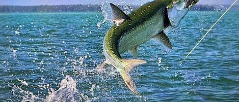 A fish leaping out of the water, likely during a fishing activity.