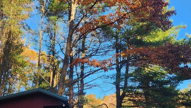 A red cabin with a small porch, surrounded by trees with autumn foliage. - Meadow View Rustic Camping Cabin with WiFi (Freeville)
